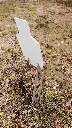 AR550-Grounder-Steel-Target.webp